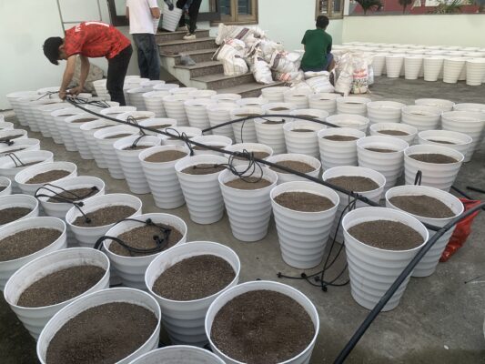 tưới nhỏ giọt